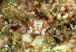 Boxer Crab in Manado by Alberto D'este 